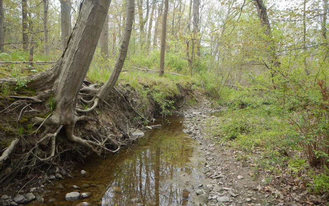 Norton Estate Dam Removal Stream Restoration