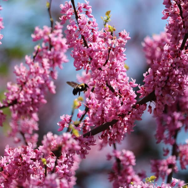 Redbud Cercis canadensis