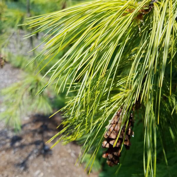 White Pine Pinus strobus