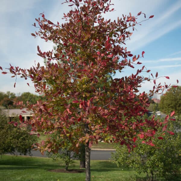 Black Gum Nyssa sylvatica