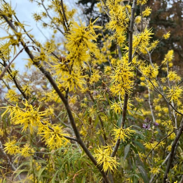 Common Witchhazel Hammamelis virginiana