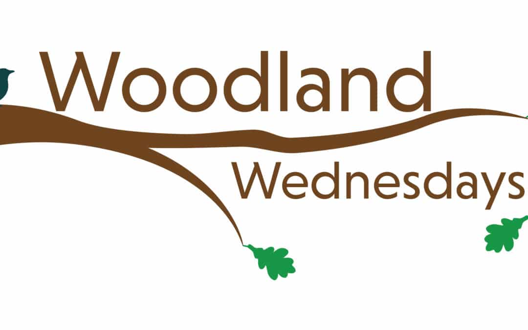 Woodland Wednesdays Forestry Programs