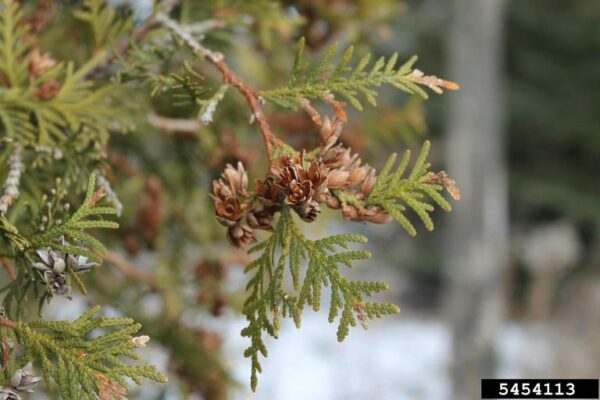 White Cedar Thuja occidentalis