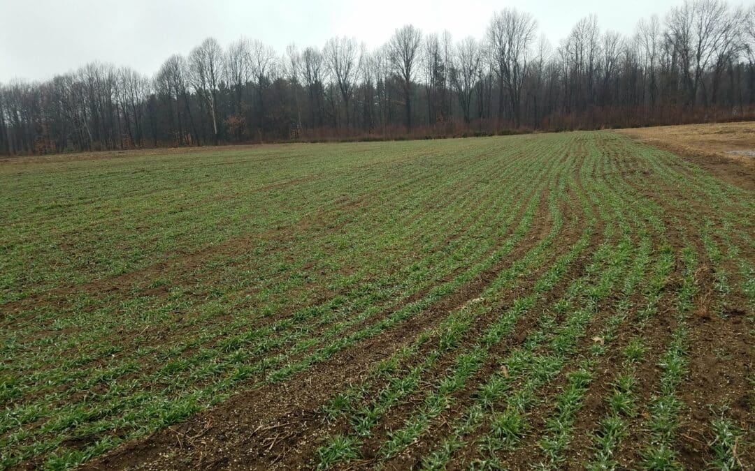 Living with Lake Erie as Your Neighbor: Cover Crops for Clean Water