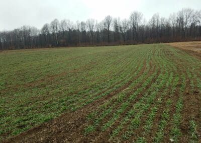 Living with Lake Erie as Your Neighbor: Cover Crops for Clean Water