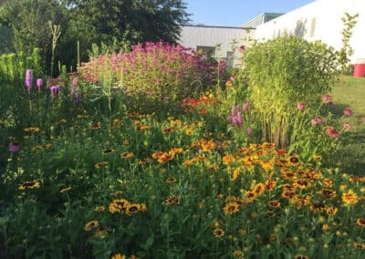 Native Plants for the Home Landscape: Summer Showstoppers