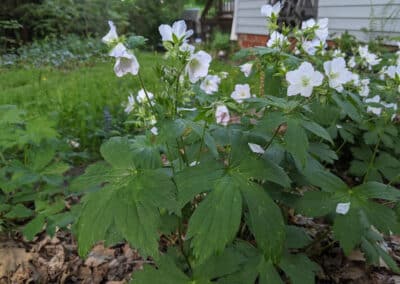 Native Plants for the Home Landscape: Spring Bloomers