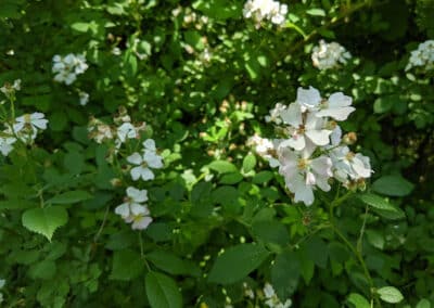 Wicked Weeds: Bad Boys of Summer