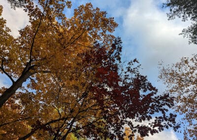 Native Plants for the Home Landscape: Trees and Shrubs for Fall Color